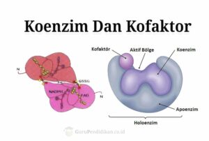 Koenzim Dan Kofaktor : Pengertian, Klasifikasi dan Perbedaan - AAcial ...