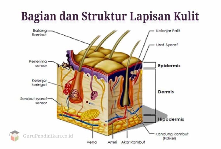 Pengertian Kulit, Struktur, Bagian, Fungsi dan Kelainan - AAcial - AAcial