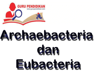 Definisi lengkap Archaebacteria dan Eubacteria

 – AAcial