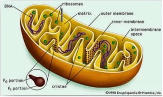 Pengertian, Gambar & Struktur LENGKAP – AAcial