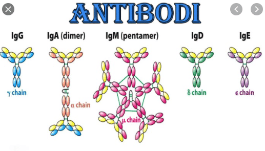 Pengertian Antibodi : Pengertian, Proses Pembentukan, Jenis-Jenisnya

 – AAcial