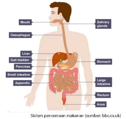 8 Anatomi sistem pencernaan pada manusia: Cara kerjanya, kabur

 – AAcial
