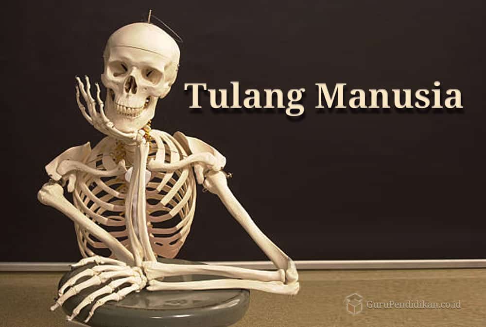 Pengertian Tulang Manusia, Sistem, Fungsi, Rangka, Jumlah & Gambar – AAcial