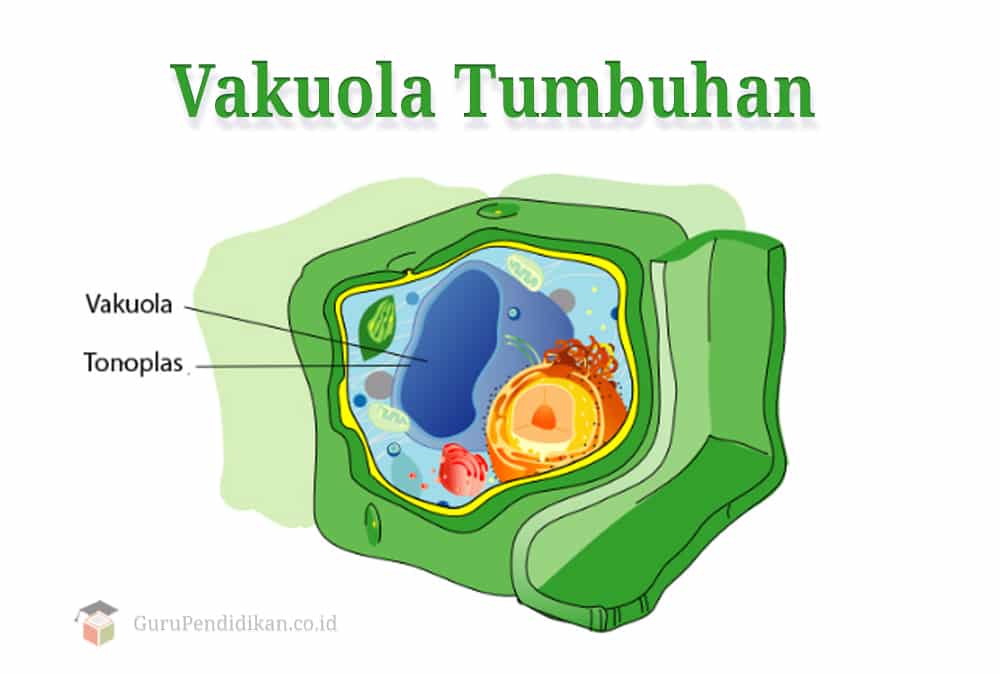 Pengertian Vakuola, Struktur, Ciri, Fungsi dan Sel Tumbuhan – AAcial