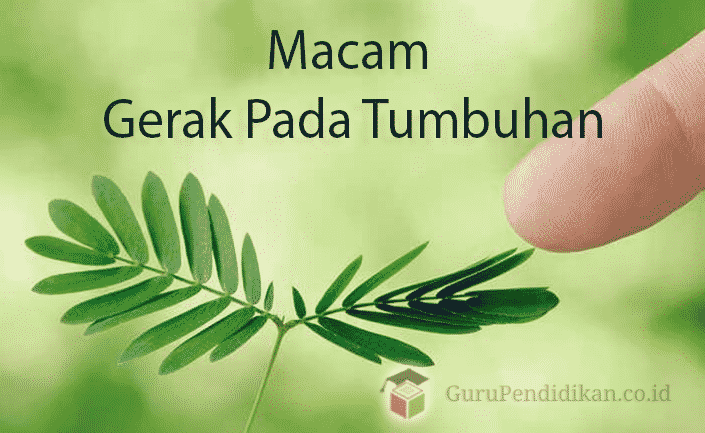 Gerak Pada Tumbuhan, Macam, Jenis, Contoh dan Gaambarnya – AAcial