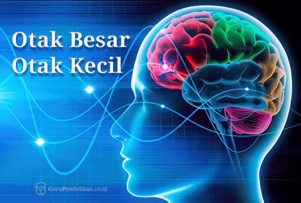 Otak Besar dan Otak Kecil : Perbedaan, Fungsi & Perkembangan – AAcial