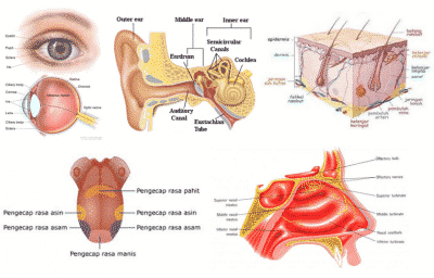 5 Indera (Fisiologi): Fungsi, Gambar, Bagian Lengkap

 – AAcial