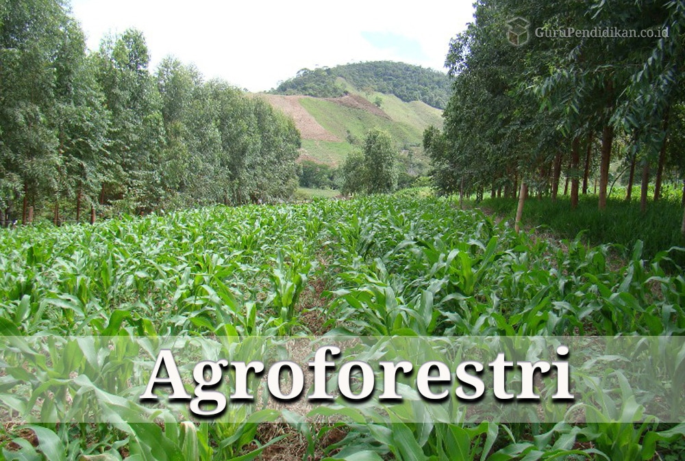 Pengertian Agroforestri, Komponen, Manfaat & Menurut Para Ahli – AAcial