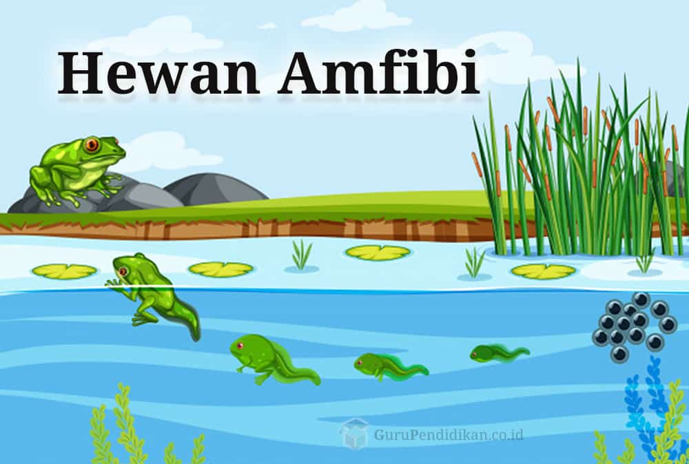 Pengertian Amfibi, Klasifikasi, Ciri, Jenis dan Struktur – AAcial