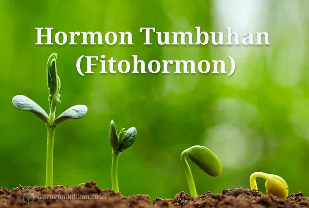 Pengertian Hormon Tumbuhan, Macam, Fungsi dan Manfaat – AAcial