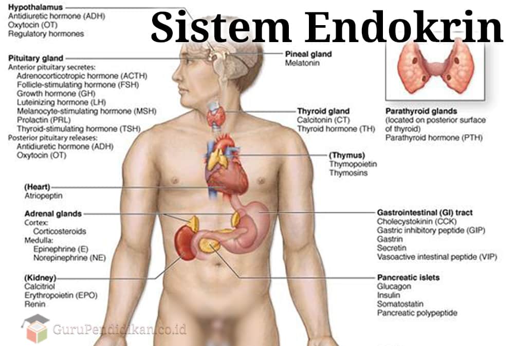 Pengertian sistem endokrin, fungsi, penyakit, Jenis & Struktur – AAcial