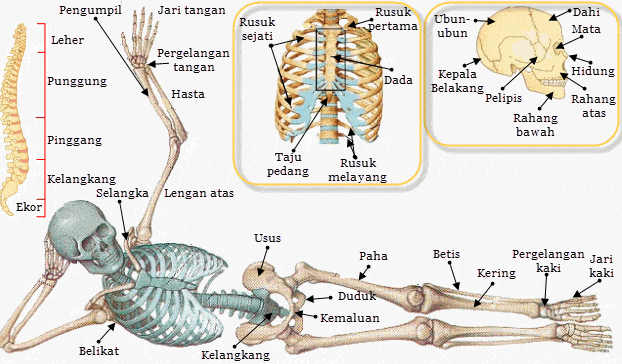 Pengertian, Organ, Fungsi, Macam dan Gambar – AAcial