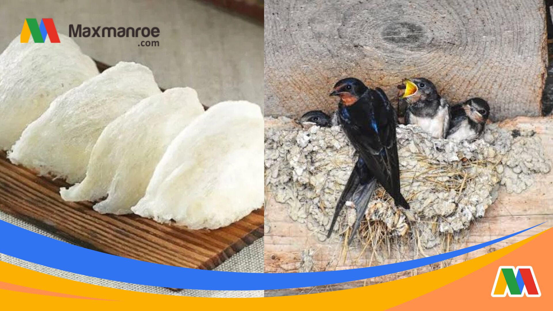 Resiko Bisnis Sarang Burung Walet: Kenali Dan Antisipasi Sebelum Terjun! – AAcial